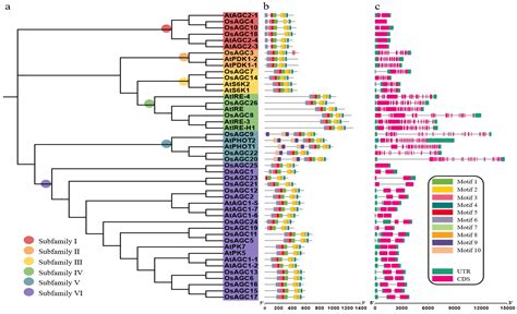 Genome-Wide Identification of the AGC Protein Kinase Gene Family Related to Photosynthesis in ...