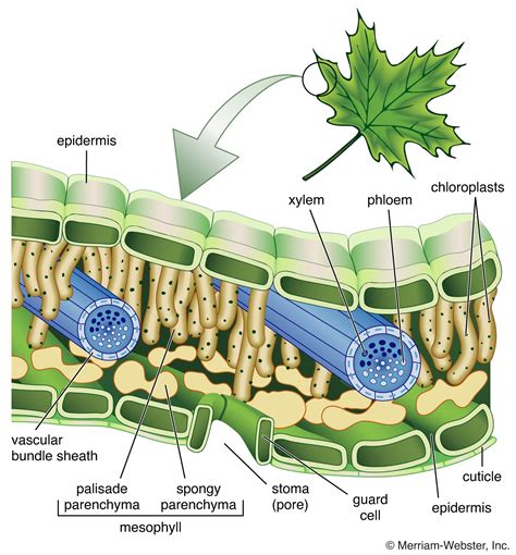 Plant Leaf Cross Section