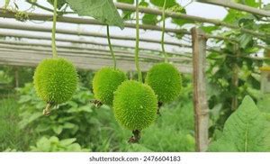 Balcoplant Spine Gourd Seeds Hybrid Kantola Seeds Seed Price in India ...