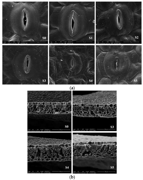 Growth and Physicochemical Changes of Carpinus betulus L. Influenced by ...