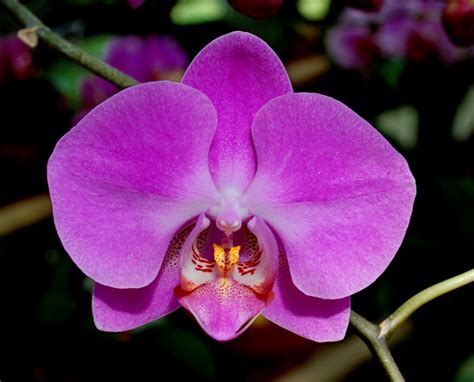 A pink Orchid. | Orchids, Flowers, Orchid flower