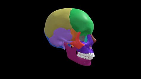 Bones of the Skull - Color - Download Free 3D model by Anatomary ...