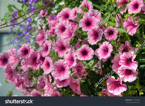 What Are The Best Trailing Petunias For Hanging Baskets at Joseph ...