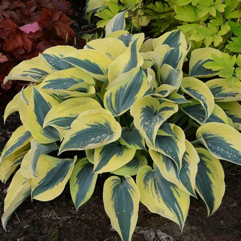 Shadowland® Empress Wu Hosta | Plant Addicts