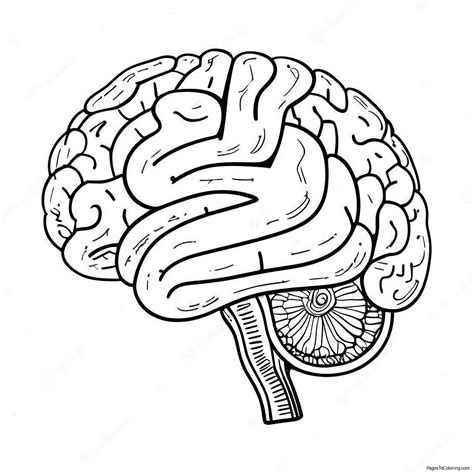 Brain Structure Coloring Page