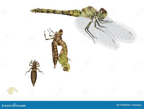 Life cycle of dragonfly stock illustration. Illustration of growth ...