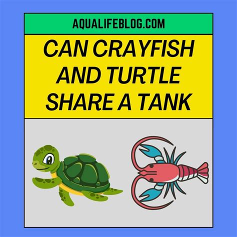 Can Crayfish And Turtle Share A Tank? - Aqualife