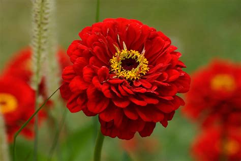 5 Best Annual Flowers For Zone 6 - A-Z Animals