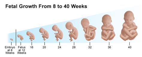First-Trimester Weeks 的图像结果