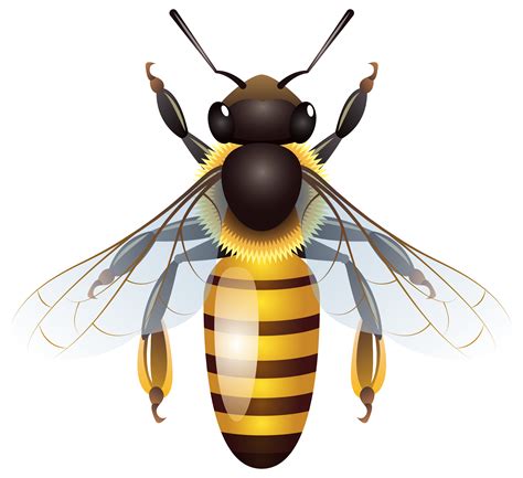 bee png 20 free Cliparts | Download images on Clipground 2026
