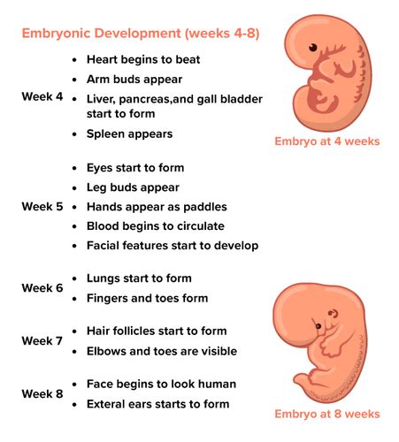 Image result for Human Embryonic Development