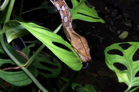 Image result for Reticulated Python On a Tree