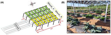 Agrivoltaic Systems Enhance Farmers’ Profits through Broccoli Visual ...
