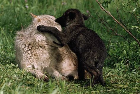 Image result for Positive Social Behavior of Wolves