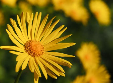 Yellow Flower | Copyright-free photo (by M. Vorel) | LibreShot