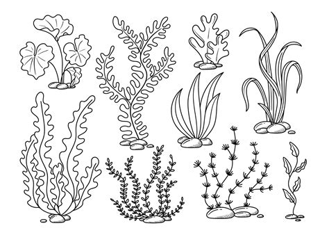 seaweed hand drawn in doodle style 11746638 Vector Art at Vecteezy