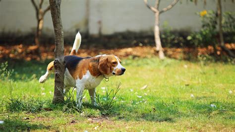 How to Fix Dog Pee Spots on Your Lawn - Under the Weather