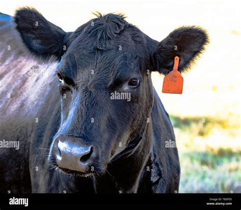 Black Angus Cattle Faces