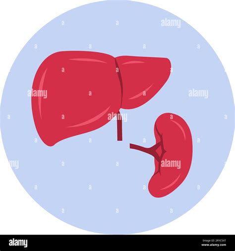 What Is Enlarged Liver And Spleen at Frank Mcbride blog