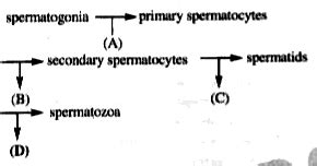 Follow this process of development and identify the exact location of ...