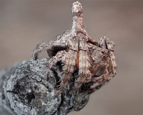 Dolophones sp – Ausemade