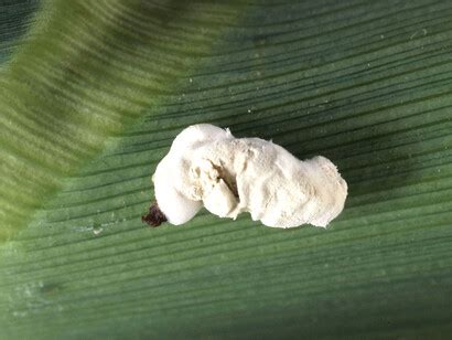 Agostino Bassi | Meer