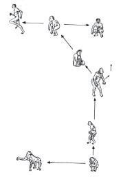 Evolution of Humans and Their Environment Flashcards | Quizlet