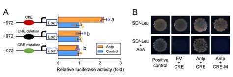 A cis-Acting Mutation in the PxABCG1 Promoter Is Associated with Cry1Ac ...