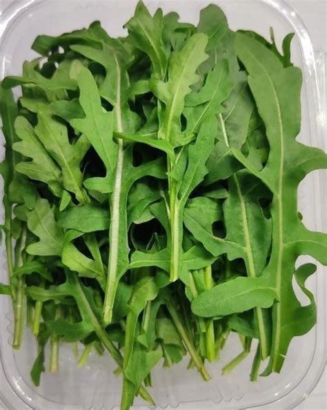 Roquette Wild Premium 100g - Green Goblin