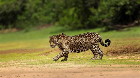 Tiere des Amazonas - Tiere rund um den Globus