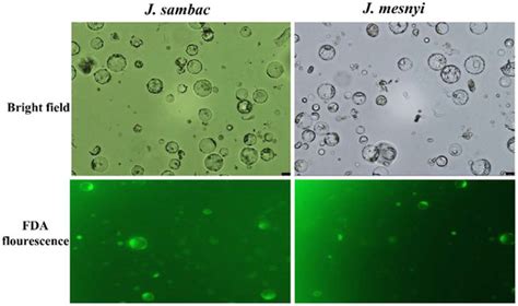 Agriculture | Special Issue : Crop Breeding and Genetics