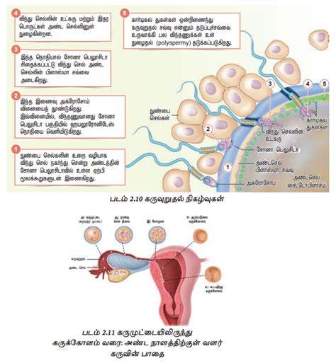 கருவுறுதல் மற்றும் கரு பதித்தல் - மனித இனப்பெருக்கம் | Fertilisation ...