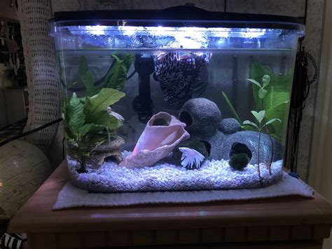 5 gallon betta tank - cgbillo