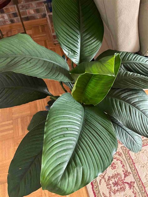 Giant Peace Lily Varieties (With Pictures) - Perfect Peace Lily