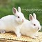 Image result for Clip Art Two Bunnies Dancing