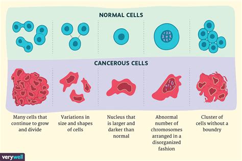 Image result for Normal vs Cancer Cells