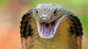 6 snakes that use extraordinary defence tactics to protect themselves