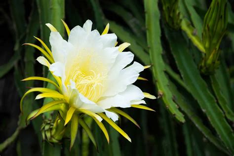 Night Blooming Cactus - A-Z Animals
