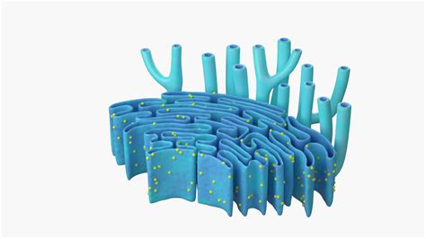 Endoplasmic Reticulum - 3D Model by esfey