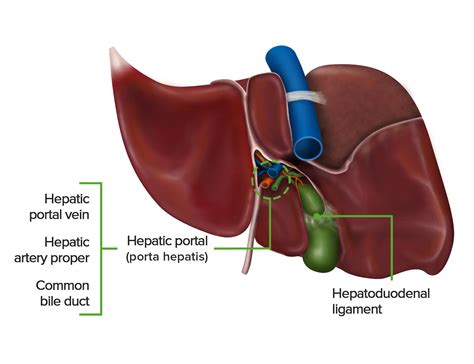 Liver: Anatomy | Concise Medical Knowledge