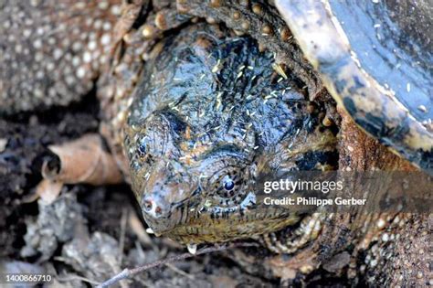 Image result for Smooth Shell Snapping Turtle