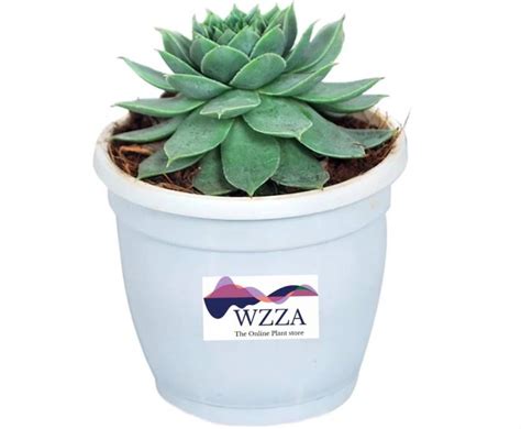 WZZA Laxmi Kamal Plant Price in India - Buy WZZA Laxmi Kamal Plant ...