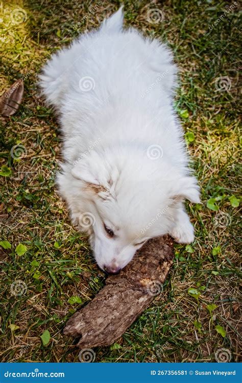 Snow White Fuzzy American Eskimo -Spitz Puppy in Grass Gnawing on a ...