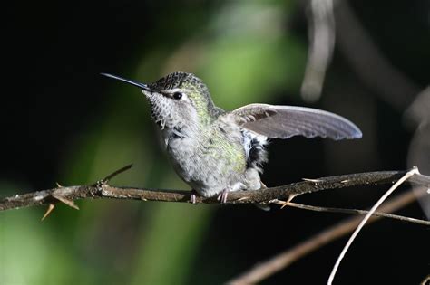 Lincoln City Bird Walk - The Knoll Open Space (aka The Villages ...