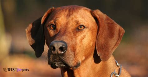 Scariest Dog Breeds In The World