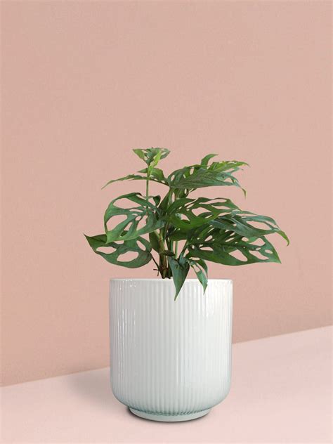 Broken Heart Plant in Ceramic Pot (Medium) – Greenkin