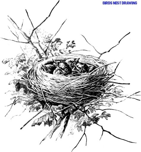bird drawing nest