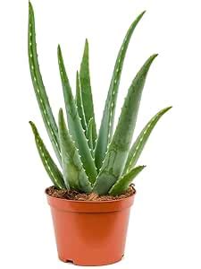 Flogeria Aloe Vera Medicinal Plant/Nature Plant/Live/Herbal Fresh Aloe ...