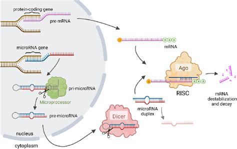 Image result for microRNA Design