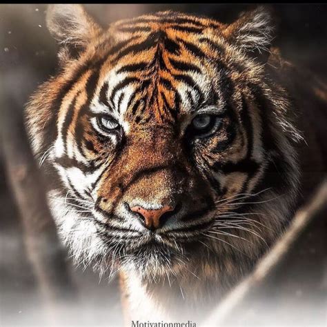 Image result for CWC Vijay TV Program